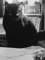Lost Female Cat last seen Moog and Cantrell , New Port Richey, FL 34652
