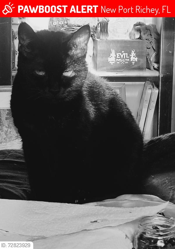 Lost Female Cat last seen Moog and Cantrell , New Port Richey, FL 34652