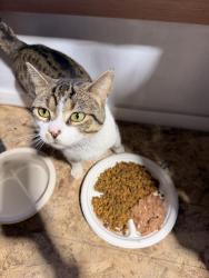 Found/Stray Male Cat last seen Prestige Roofing LLC, Hobart, WI 54115