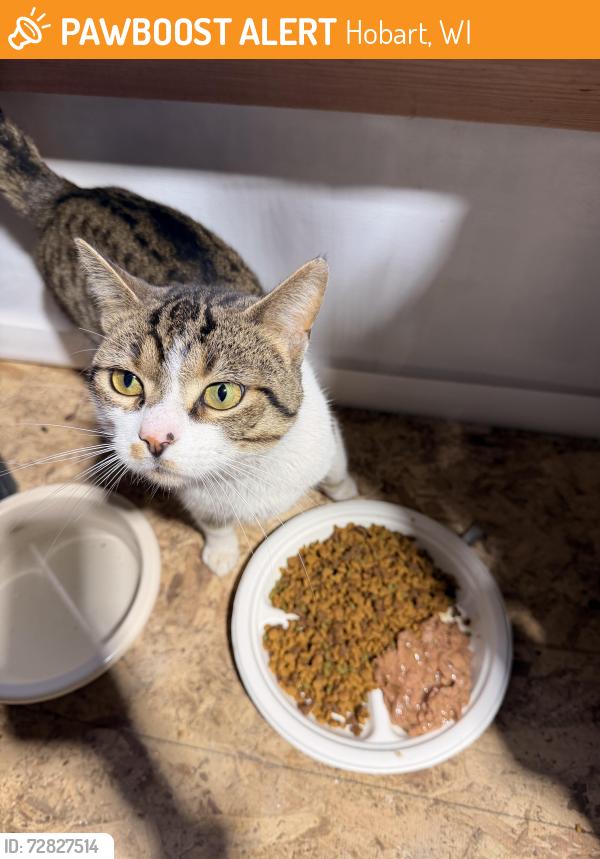 Found/Stray Male Cat last seen Prestige Roofing LLC, Hobart, WI 54115