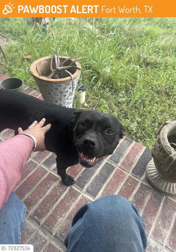 Found/Stray Female Dog last seen By north elementary , Fort Worth, TX 76108