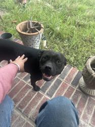 Found/Stray Female Dog last seen By north elementary , Fort Worth, TX 76108