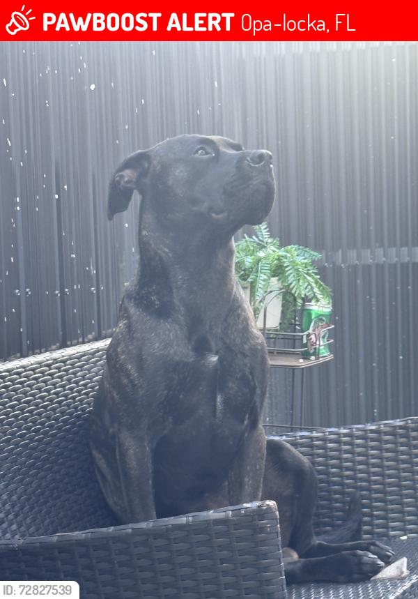 Lost Male Dog last seen Near acmve, Opa-locka, FL 33054