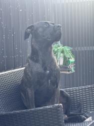 Lost Male Dog last seen Near acmve, Opa-locka, FL 33054