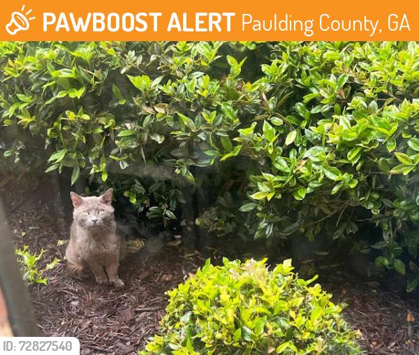 Found/Stray Male Cat last seen Oak Grove Drive (by EPHS), Paulding County, GA 30157
