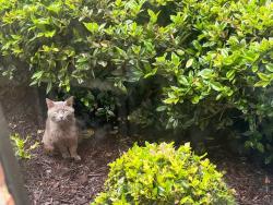 Found/Stray Male Cat last seen Oak Grove Drive (by EPHS), Paulding County, GA 30157