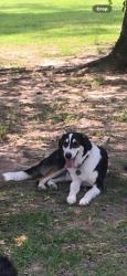 Lost Male Dog last seen Caney creek schools, 3083, Conroe, TX 77306