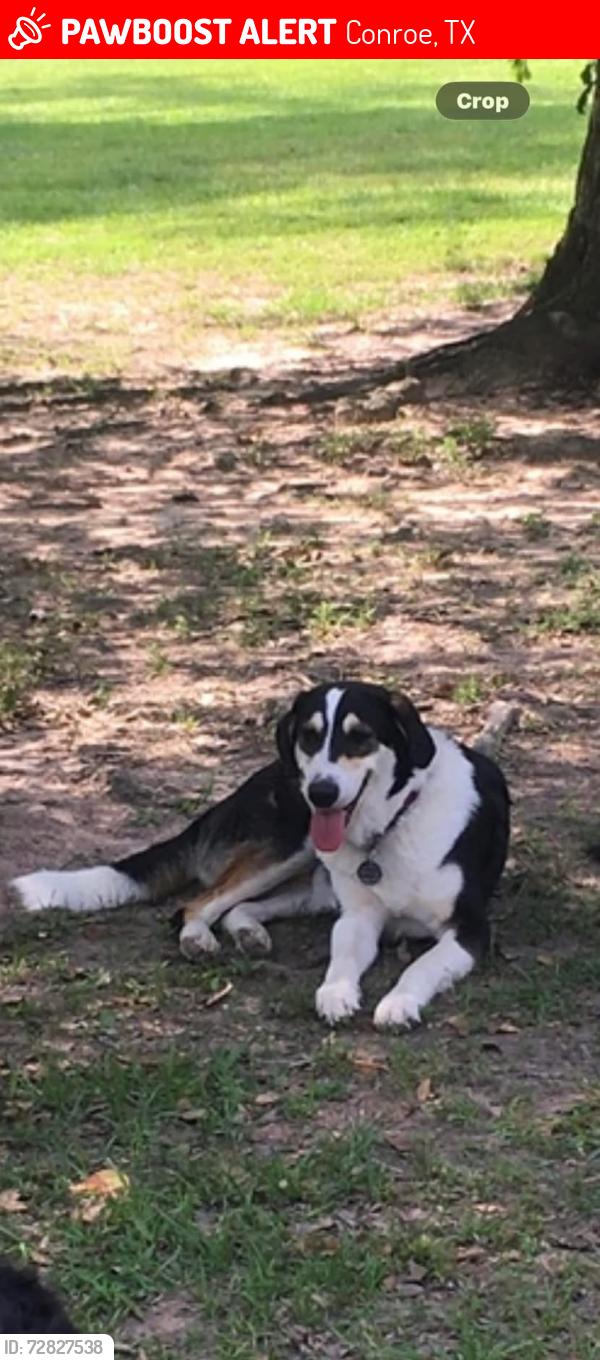Lost Male Dog last seen Caney creek schools, 3083, Conroe, TX 77306