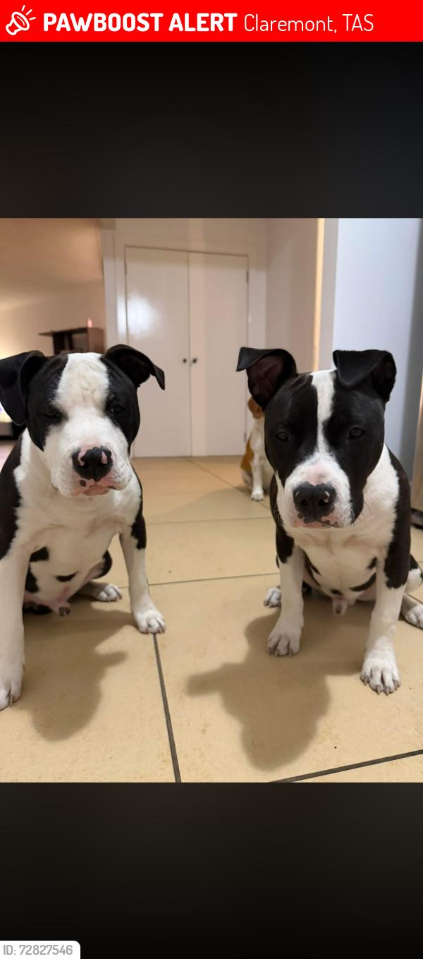Lost Male Dog last seen Chigwell/berridale/claremont , Claremont, TAS 7011