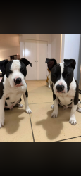 Lost Male Dog last seen Chigwell/berridale/claremont , Claremont, TAS 7011