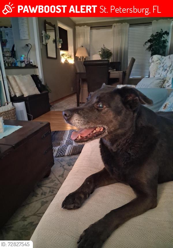 Lost Female Dog last seen 71st and 46th Ave north , St. Petersburg, FL 33709