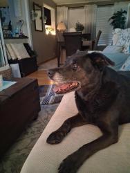 Lost Female Dog last seen 71st and 46th Ave north , St. Petersburg, FL 33709
