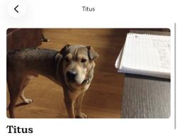 Lost Male Dog last seen Near and old houston ed, Conroe, TX 77301