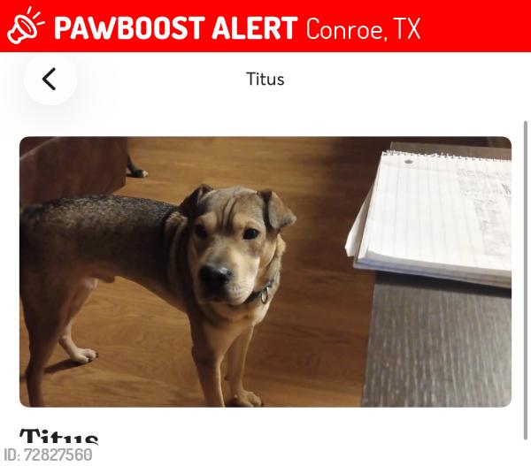 Lost Male Dog last seen Near and old houston ed, Conroe, TX 77301