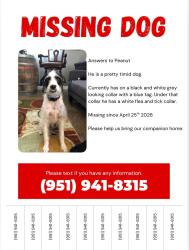 Lost Male Dog last seen Golden , Riverside, CA 92505