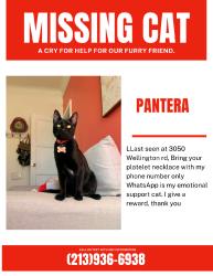 Lost Male Cat last seen Near welligton rd, Los Angeles, CA 90016