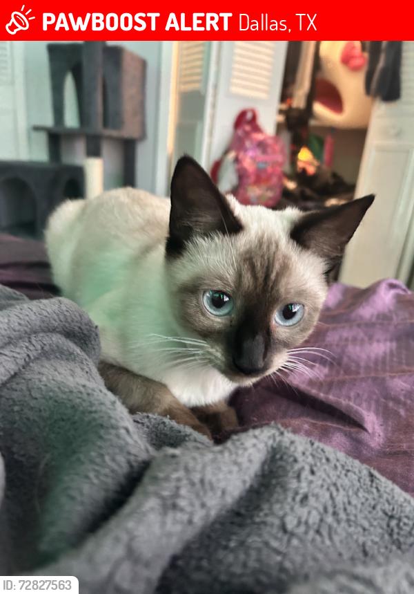 Lost Female Cat last seen melody ln & audelia, Dallas, TX 75231