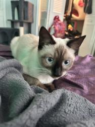 Lost Female Cat last seen melody ln & audelia, Dallas, TX 75231