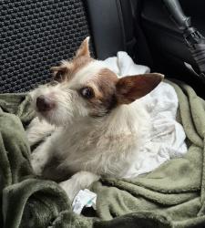 Found/Stray Male Dog last seen Near TX-242 Suite E, Conroe, TX 77302, Conroe, TX 77302