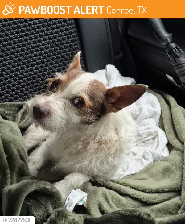 Found/Stray Male Dog last seen Near TX-242 Suite E, Conroe, TX 77302, Conroe, TX 77302