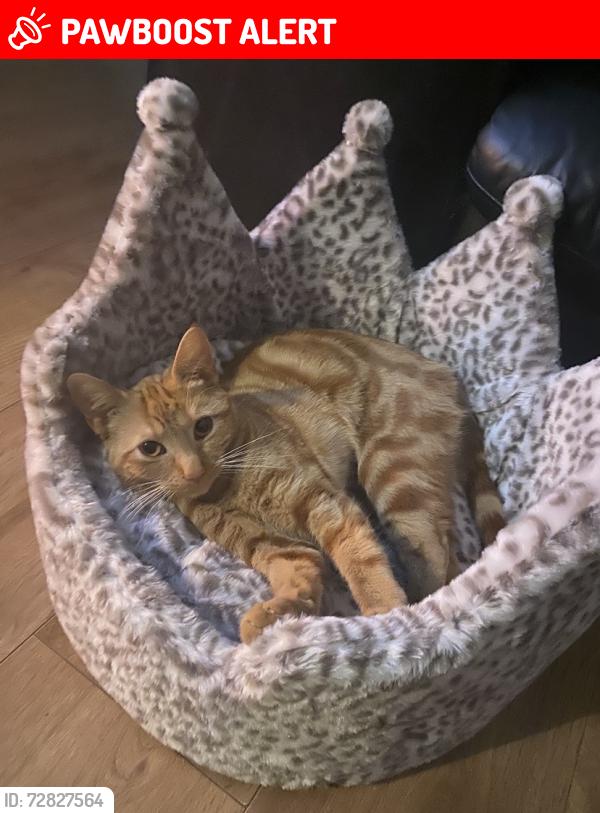 Lost Female Cat last seen Thomas Street , Trethomas, Wales CF83
