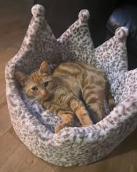 Lost Female Cat last seen Thomas Street , Trethomas, Wales CF83