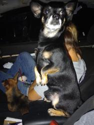 Lost Male Dog last seen Redhills dr Farmerville Louisiana , Farmerville, LA 71241