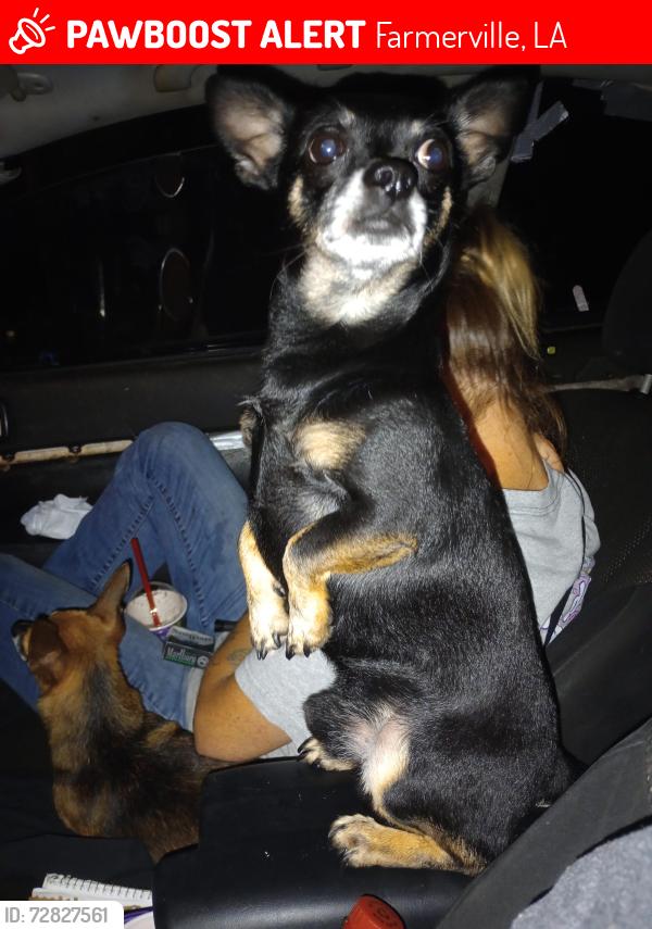 Lost Male Dog last seen Redhills dr Farmerville Louisiana , Farmerville, LA 71241