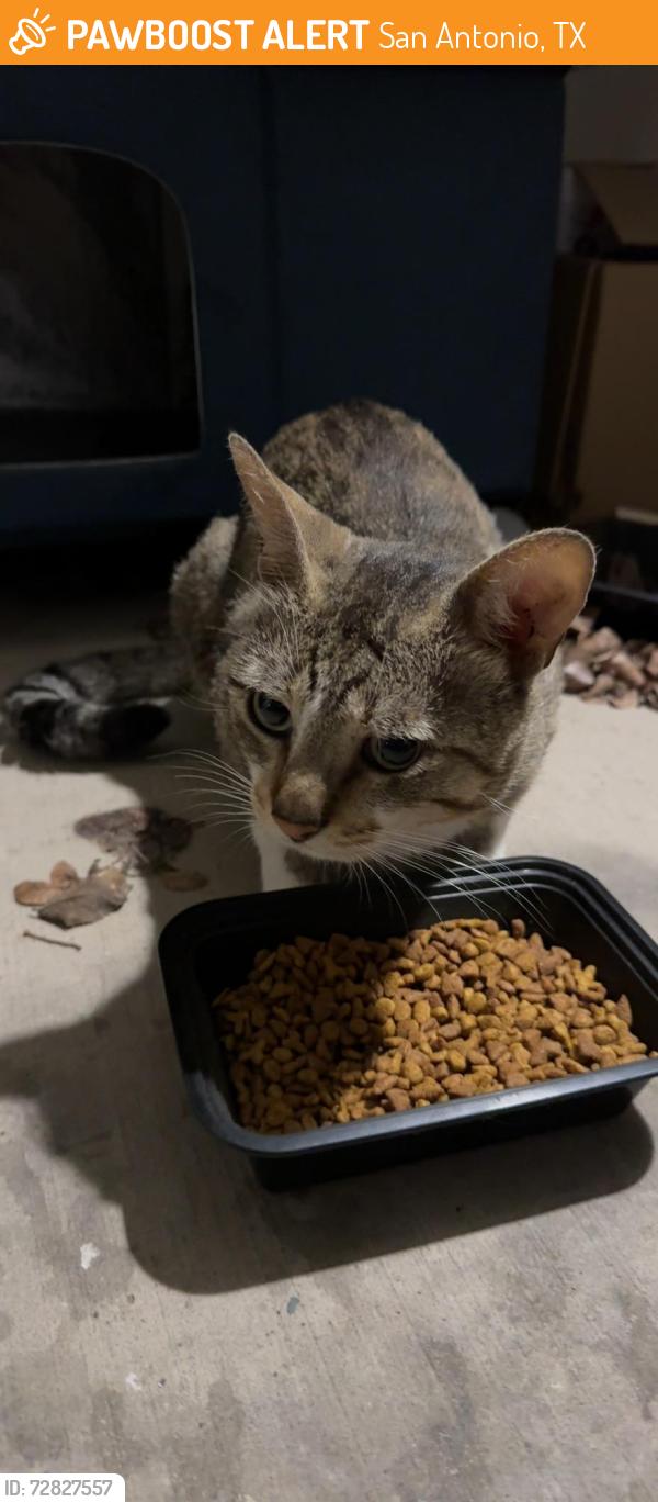 Found/Stray Unknown Cat last seen Vance Jackson & UTSA, San Antonio, TX 78249
