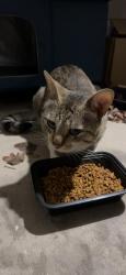 Found/Stray Unknown Cat last seen Vance Jackson & UTSA, San Antonio, TX 78249