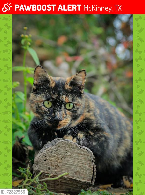 Lost Female Cat last seen Near Whitney Ln, McKinney, TX 75072