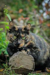 Lost Female Cat last seen Near Whitney Ln, McKinney, TX 75072