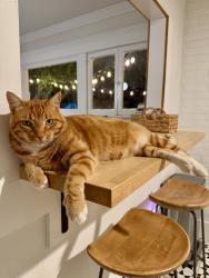 Lost Male Cat last seen Commonwealth & Balcom, Fullerton, CA 92832