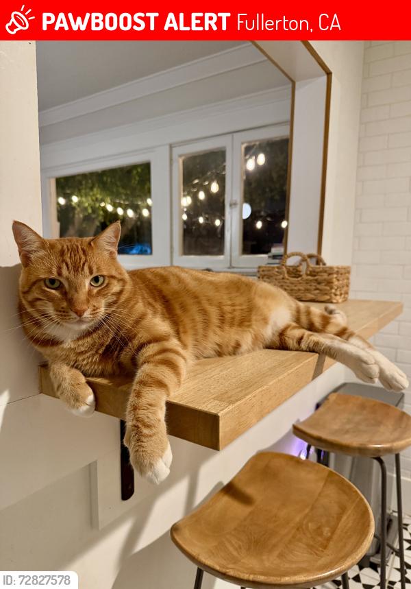Lost Male Cat last seen Commonwealth & Balcom, Fullerton, CA 92832