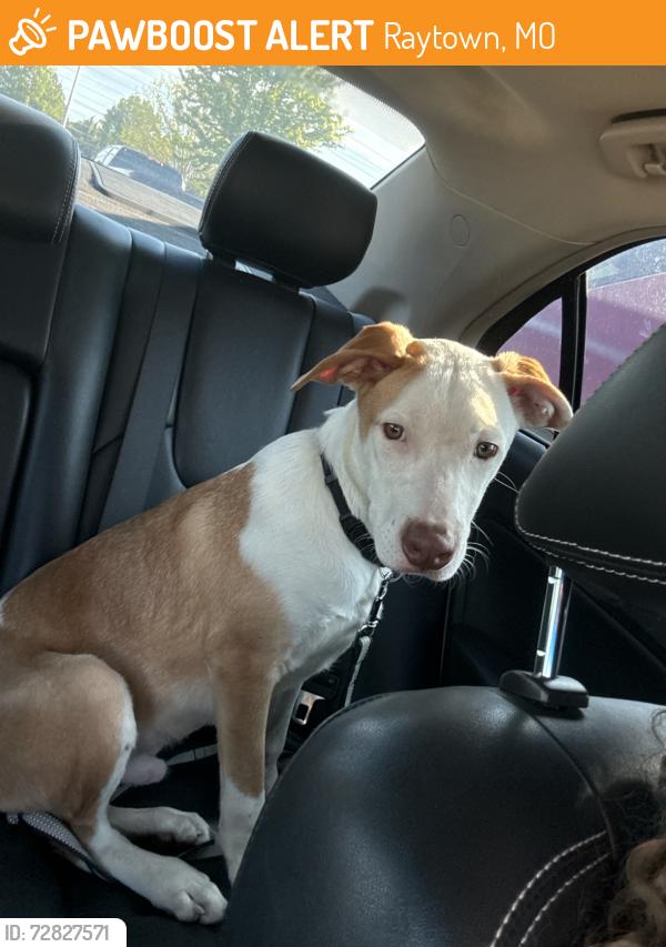 Found/Stray Male Dog last seen On woodson near apple market shopping center, Raytown, MO 64133