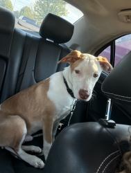 Found/Stray Male Dog last seen On woodson near apple market shopping center, Raytown, MO 64133