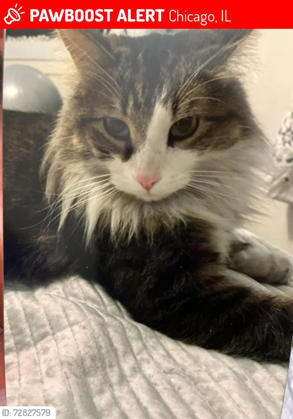 Lost Male Cat last seen Near S Maryland Ave, Chicago, IL 60619