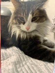 Lost Male Cat last seen Near S Maryland Ave, Chicago, IL 60619