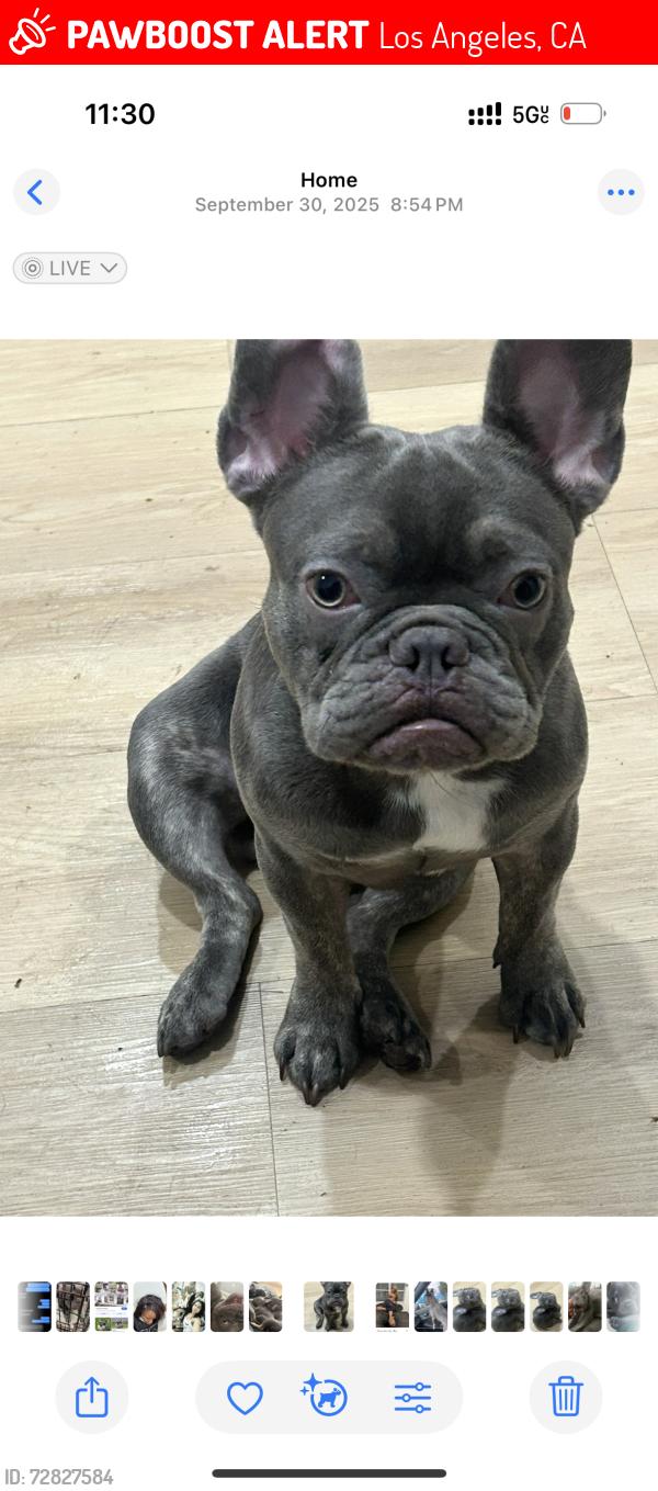 Lost Male Dog last seen Front yard ! West and 63rd . , Los Angeles, CA 90043