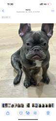 Lost Male Dog last seen Front yard ! West and 63rd . , Los Angeles, CA 90043