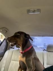 Found/Stray Male Dog last seen Summit @ champions, Houston, TX 77014