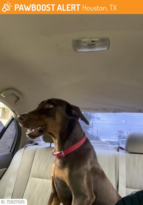 Found/Stray Male Dog last seen Summit @ champions, Houston, TX 77014