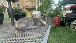 Lost Female Cat last seen Ardmore Ave to the south Rosedale to the north nagle to the west mulligan to the east , Chicago, IL 60646