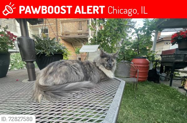Lost Female Cat last seen Ardmore Ave to the south Rosedale to the north nagle to the west mulligan to the east , Chicago, IL 60646
