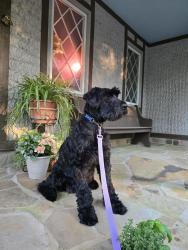 Lost Female Dog last seen Stagecoach Road & Rex Road, Rex, GA 30273