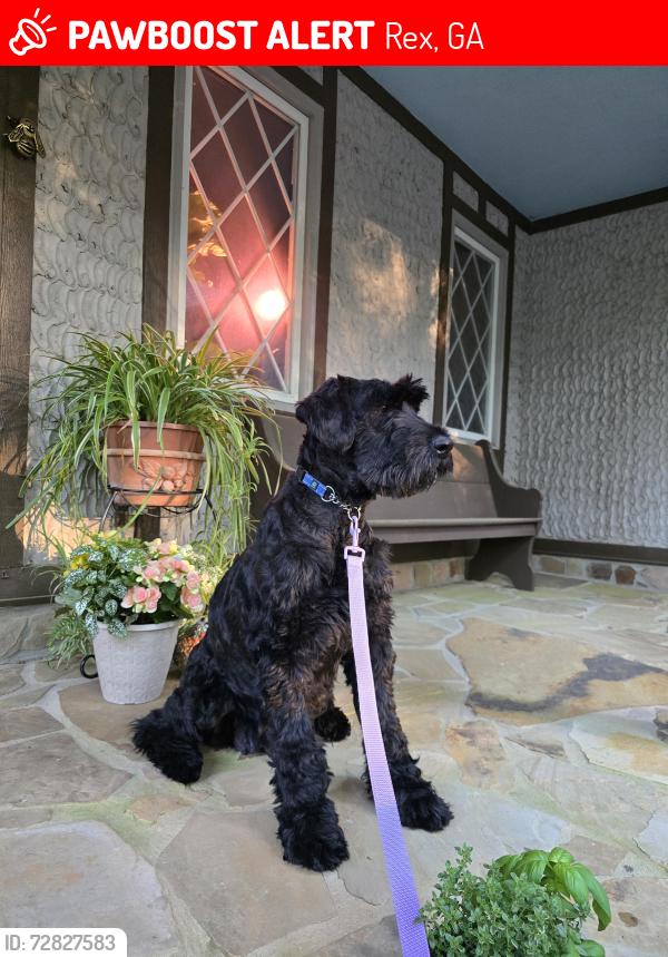 Lost Female Dog last seen Stagecoach Road & Rex Road, Rex, GA 30273