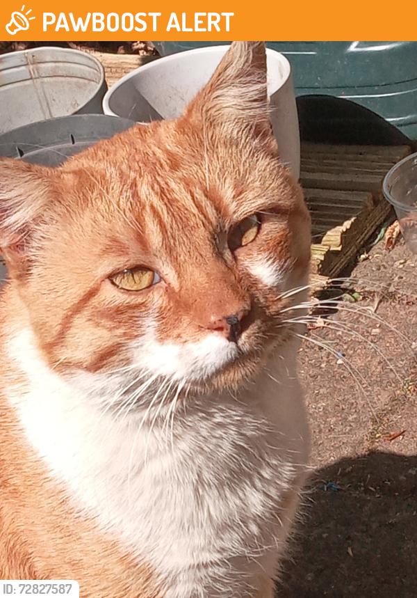 Found/Stray Male Cat last seen Haygreen close Kt27ts, Greater London, England KT2 7TS