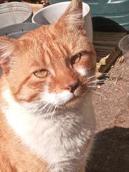 Found/Stray Male Cat last seen Haygreen close Kt27ts , Greater London, England KT2 7TS