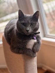 Lost Female Cat last seen Backyard of 289 Vinwood lane headed east. , Powell, OH 43065