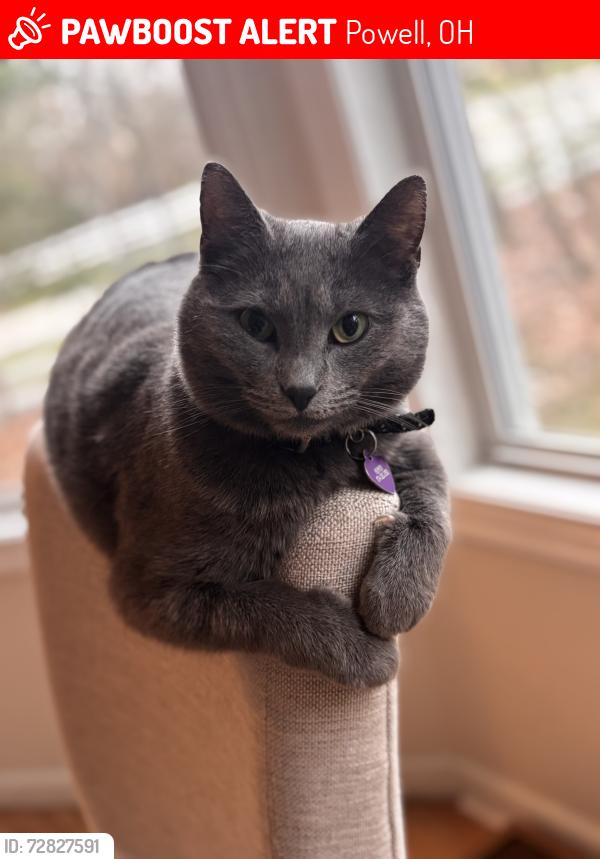 Lost Female Cat last seen Backyard of 289 Vinwood lane headed east. , Powell, OH 43065